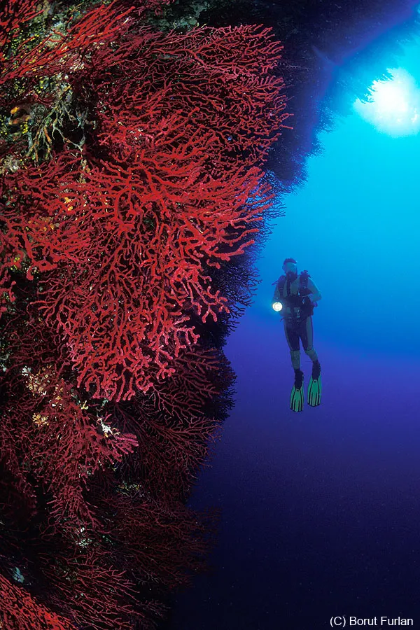 Wall covered in red gorgonian sea fans with a diver holding a torch
