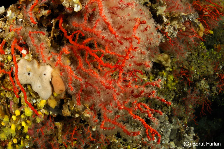 Close-up of red coral with white polyps and sponges on a rock