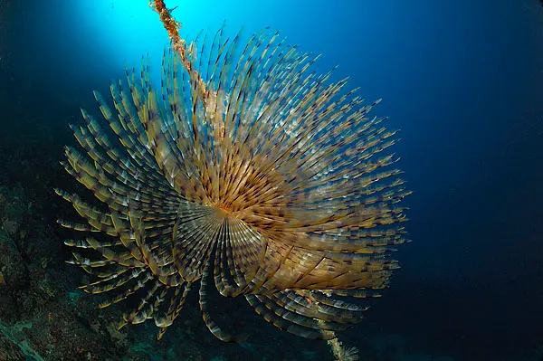 Röhrenwurm mit spiraliger Krone im sonnendurchfluteten Wasser