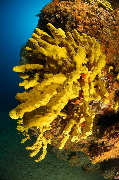 Leuchtend gelber verzweigter Schwamm am Fels im blauen Wasser