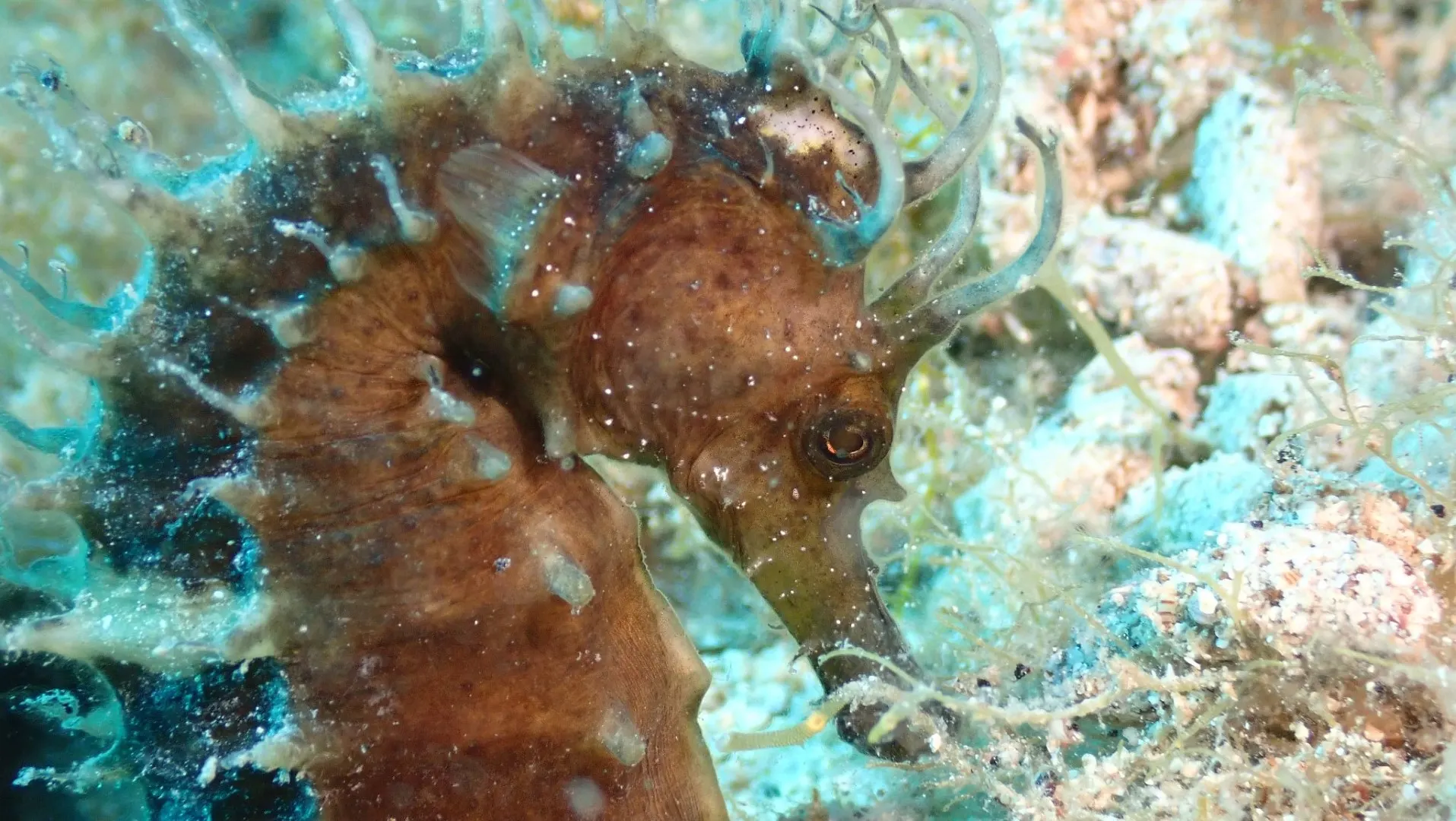 Nahaufnahme eines Seepferdchens im Flachwasser vor Pag