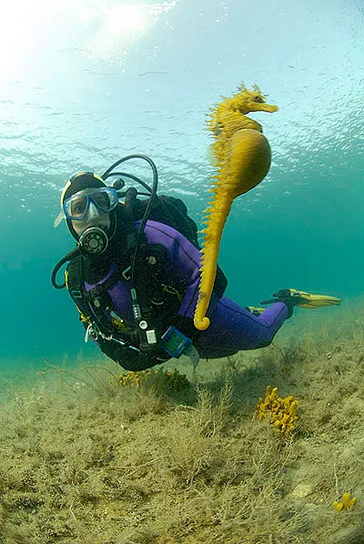 Gelbes Seepferdchen und ein Taucher nahe der Oberfläche über Sandgrund