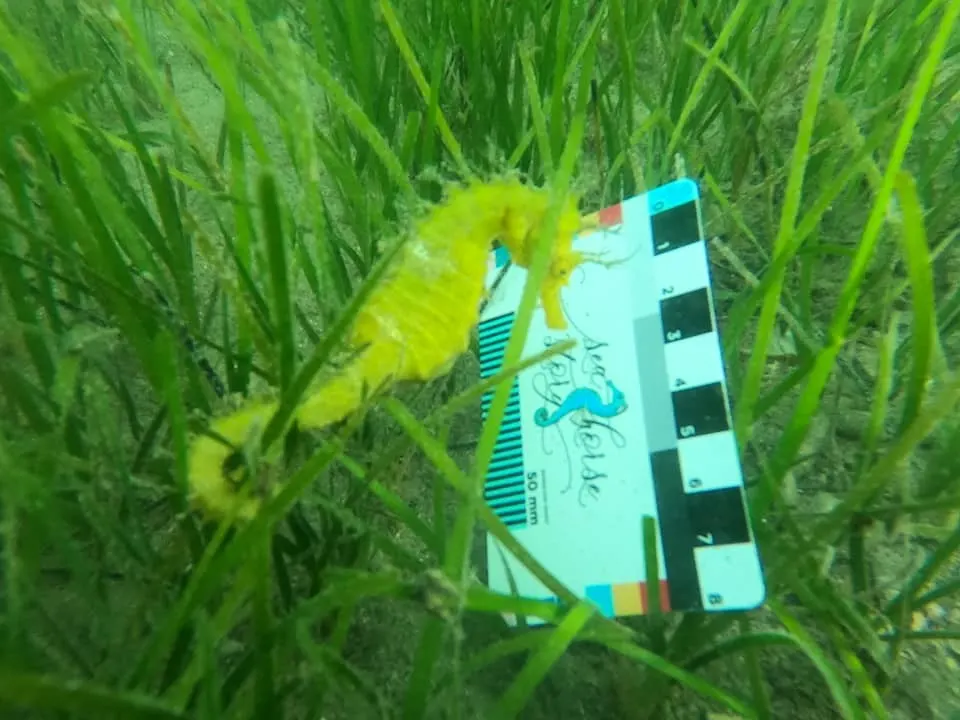 Ein Seepferdchen an der Seahorse-Story-Skala gemessen